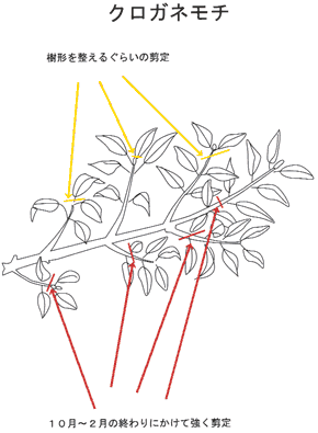 今月の手入れ 植木 12月 クロガネモチ 世界一の松盆栽と植木の里 鬼無