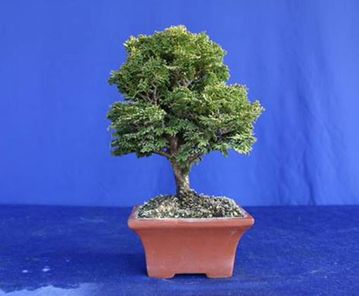 商品カタログ ｜ 神高松寿園