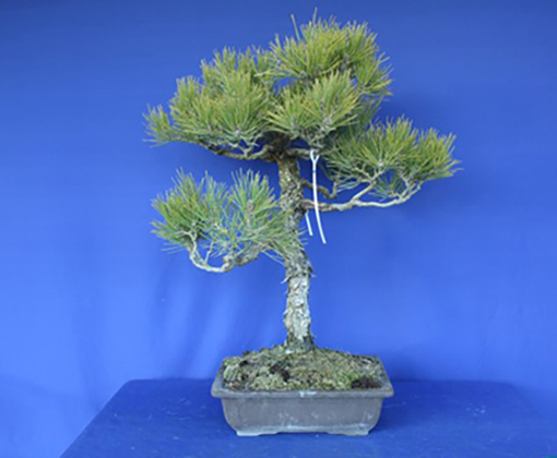 商品カタログ ｜ 神高松寿園