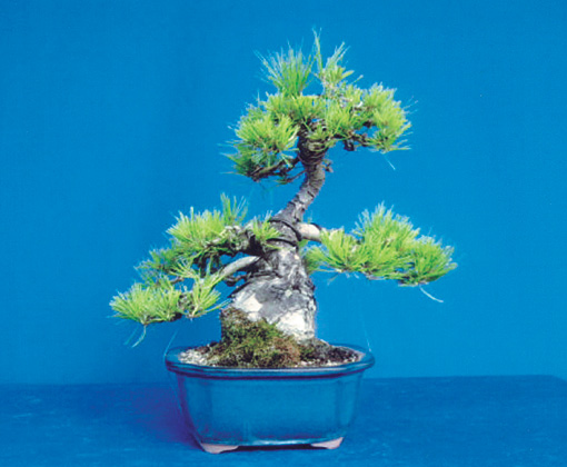 輪島塗　松本遊人作　高足盆 輪島塗 松本遊人作 高足盆